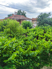 Fototapeta na wymiar Typical Houses in village of Tsalapitsa, Bulgaria