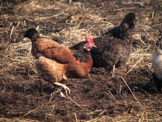 Rooster and hens in the village on the nature. Chickens and birds at the poultry farm. Stock photo background
