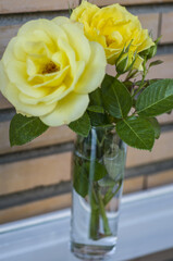 Yellow rose