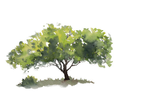 tree isolated on white. Watercolor illustration