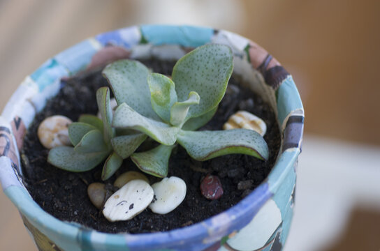 frores. tulipanes . petalos , naturaleza , regalo , parque , narura ,  regalo ,  ramo 