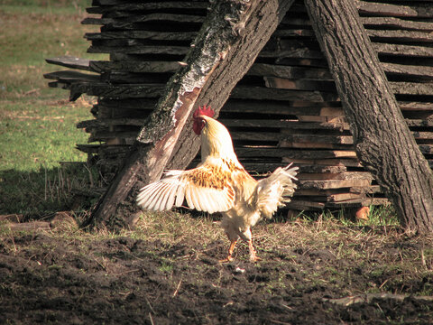 Rooster and hens in the village on the nature. Chickens and birds at the poultry farm. Stock photo background