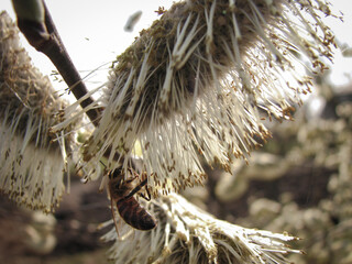 An earring on a willow or vine has blossomed. Stock photo background