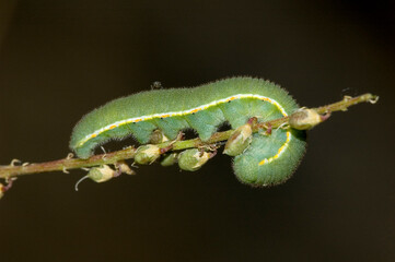 Green caterpillar on a dark background.