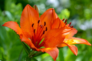 orange lilies beautiful flowers in the garden on a summer day close-up
