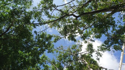 Tree crown in blue sky