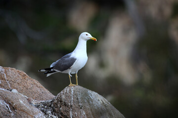 Fototapeta premium seagull