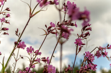 pink flowers in spring