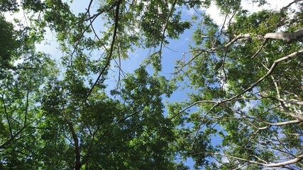 Tree crown in blue sky