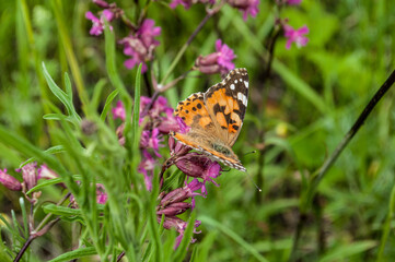 butterfly on a flower