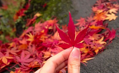 Caucasian hand holding a red japanese maple leaf with more fallen leaves in the blurry background