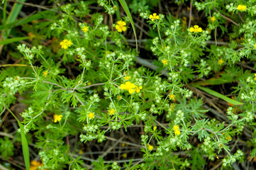 vegetation in the forest in summer