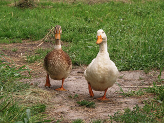 Domestic duck in a farm land. Park decoration bird in a public place. Stock photo for design