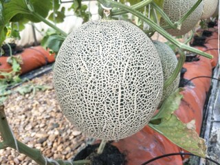 red and yellow flowers