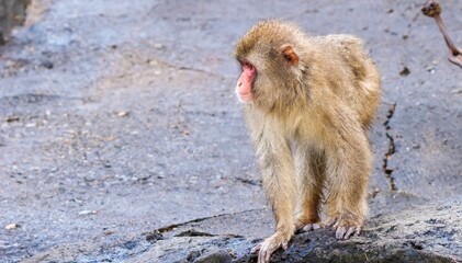Japanese macaque with wet fur standing on a stone looking left (Focus on the face of the macaque)