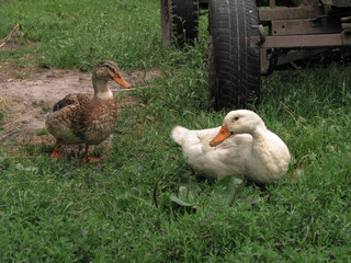 Domestic duck in a farm land. Park decoration bird in a public place. Stock photo for design