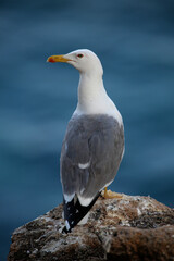 seagull