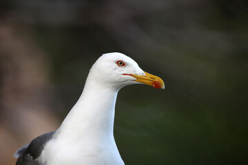 seagull