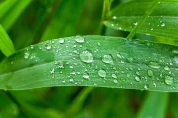 dew on the grass in the morning