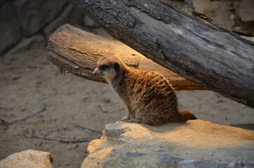 Meerkat (Surikate), zoo of Frankfurt