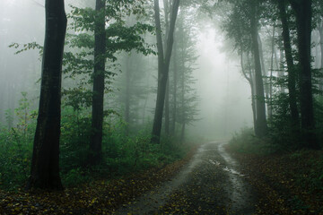 road in forest on rainy day with fog