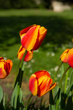 Red And Oranges Tulips In Gedney, South Holland, Lincolnshire, UK