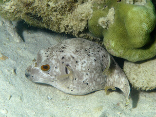 Pufferfish in the Andaman sea around Thailand. © V.Devolder