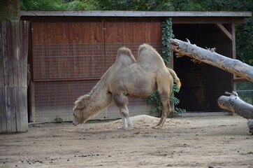 Side view of two humped camel standing in corral under sunlight at zoo