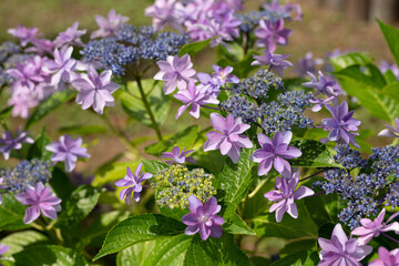 紫陽花