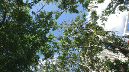 Tree crown in blue sky