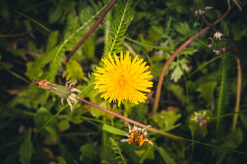 dandelion in the summer field