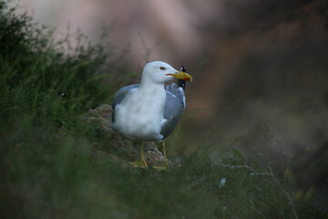 seagull