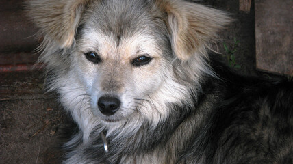 Cute pet on the nature near the house. Homeless poor dog playing on the street and looking at the...