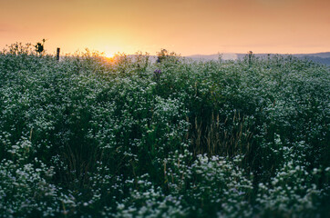 summer flower field at sunset