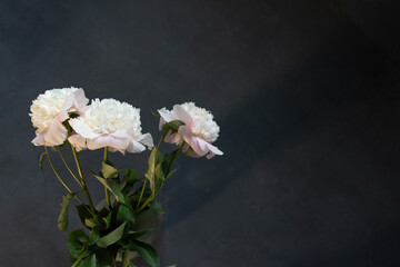 peonies on a gray background