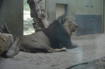 Lion in the zoo of Frankfurt