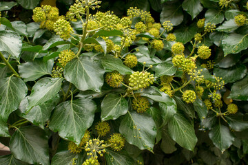 Hedera (ivy), the family Araliaceae. Blossoming evergreen plant. Wet dark green leaves of Hedera with florets. Autumn, september, Europe