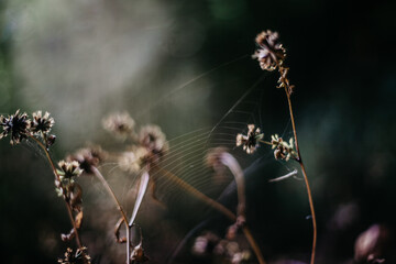 Close-up of clover flowers, cobweb on a blurred background