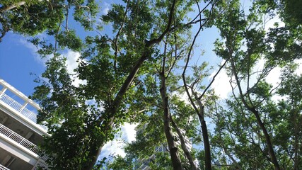 Tree crown in blue sky