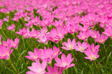 Fototapeta premium Field of little pink flowers.
