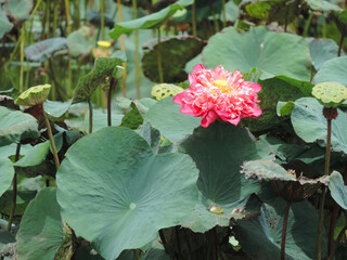 Beautiful pink lotus flower in blooming