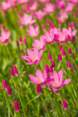 Field of little pink flowers.
