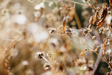 Close up of clover flowers in warm colors on a blurred background