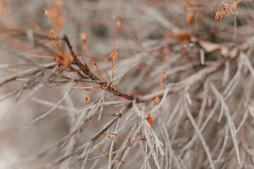 Close up of a gray branch with orange elements