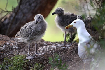 seagulls calves