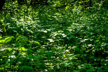 vegetation in the forest in summer