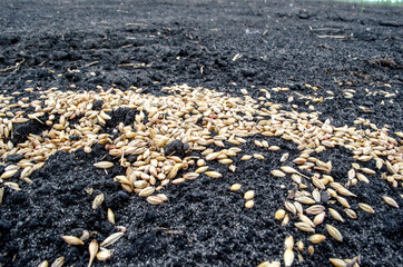 wheat grain on the ground