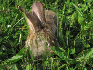 Beautiful decorative domestic rabbit on a meadow eats. A pet in the wild in the open air. Stock background for design