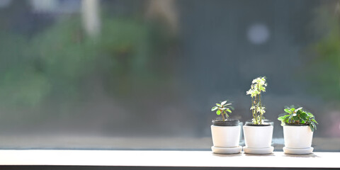 Potted plants are putting on windows with nature view outside as background.
