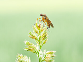 Helle Tanzfliege (Empis livida) sitzt auf der Spitze der Blüten eines Wiesen Knäuelgras (Dactylis glomerata) vor hellgrünem unscharfem Hintergrund
